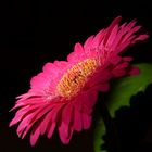 Gerbera