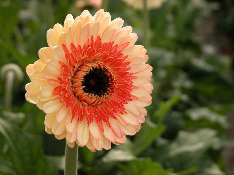 Gerbera