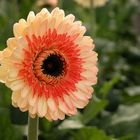 Gerbera