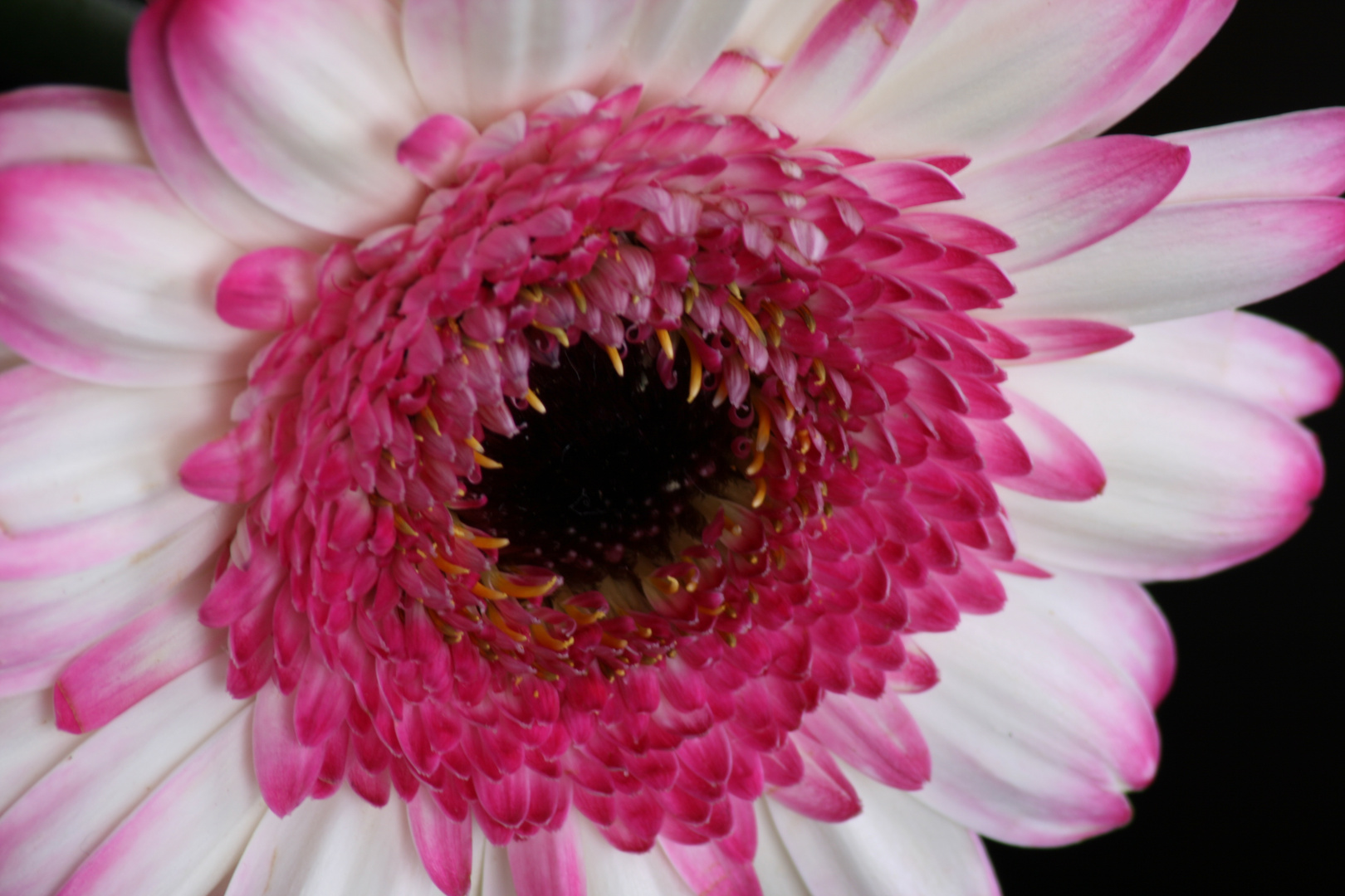 Gerbera