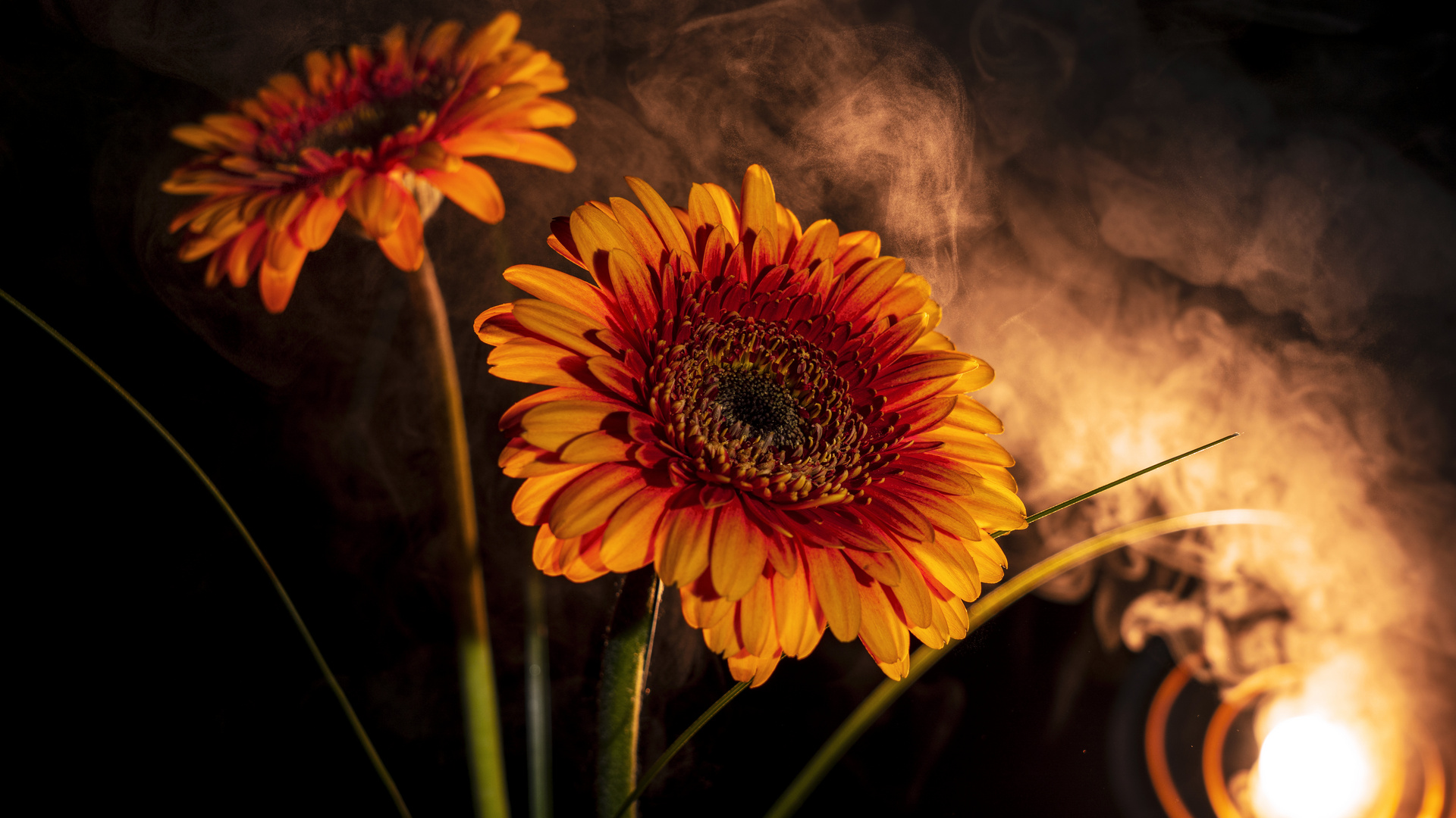 Gerbera