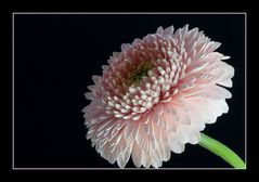 Gerbera