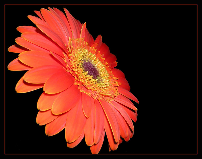 *Gerbera*