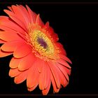 *Gerbera*