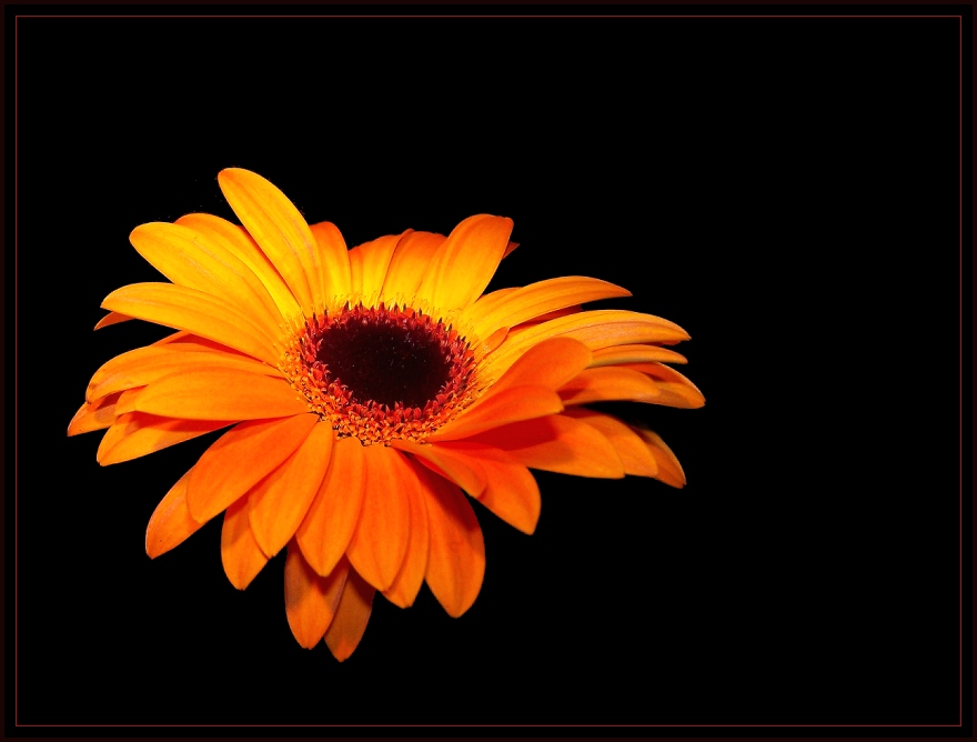 Gerbera