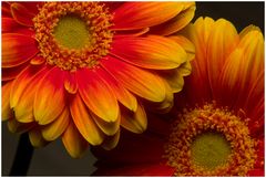 Gerbera