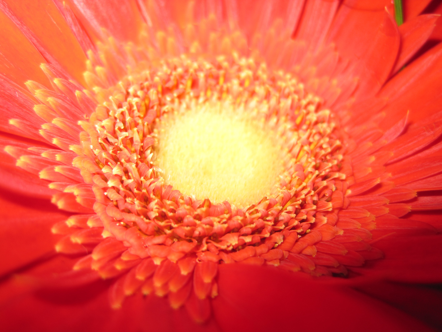 Gerbera