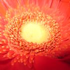 Gerbera