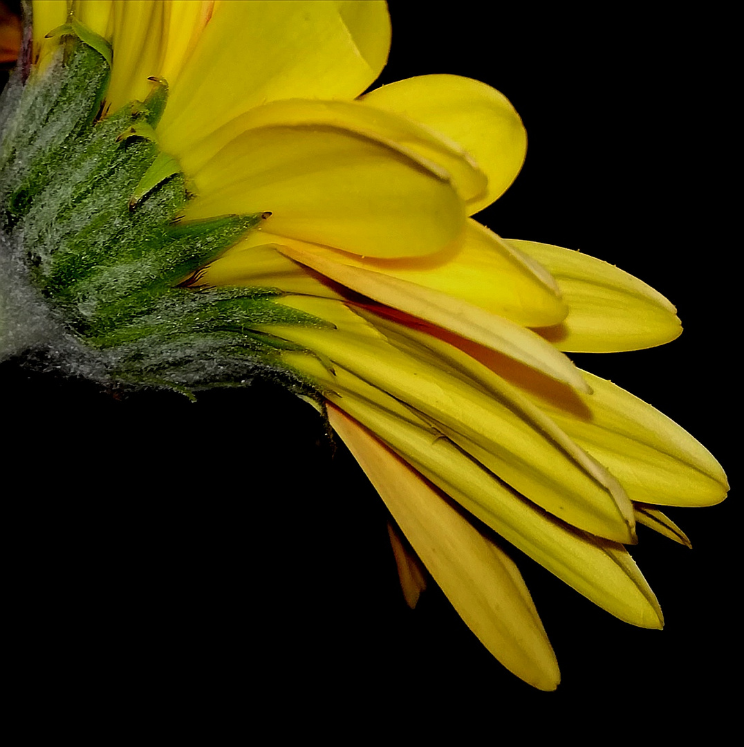 Gerbera