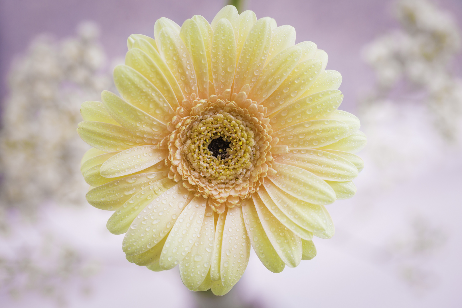 Gerbera