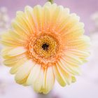 Gerbera