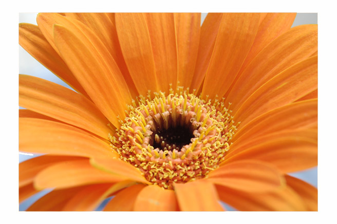 Gerbera