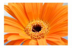 Gerbera