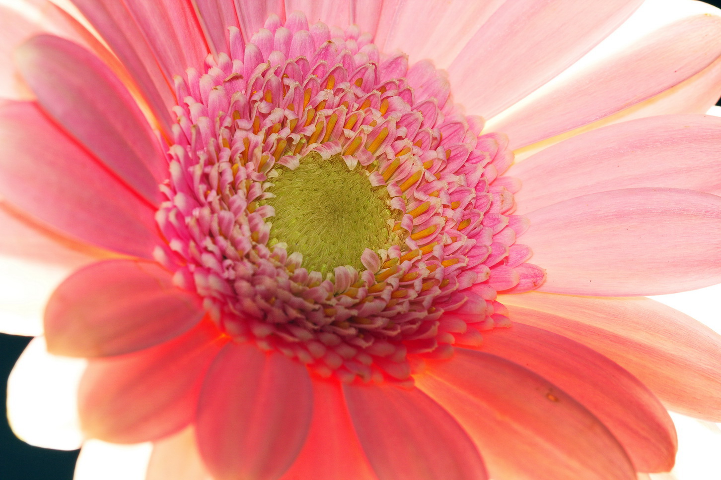 Gerbera