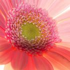 Gerbera