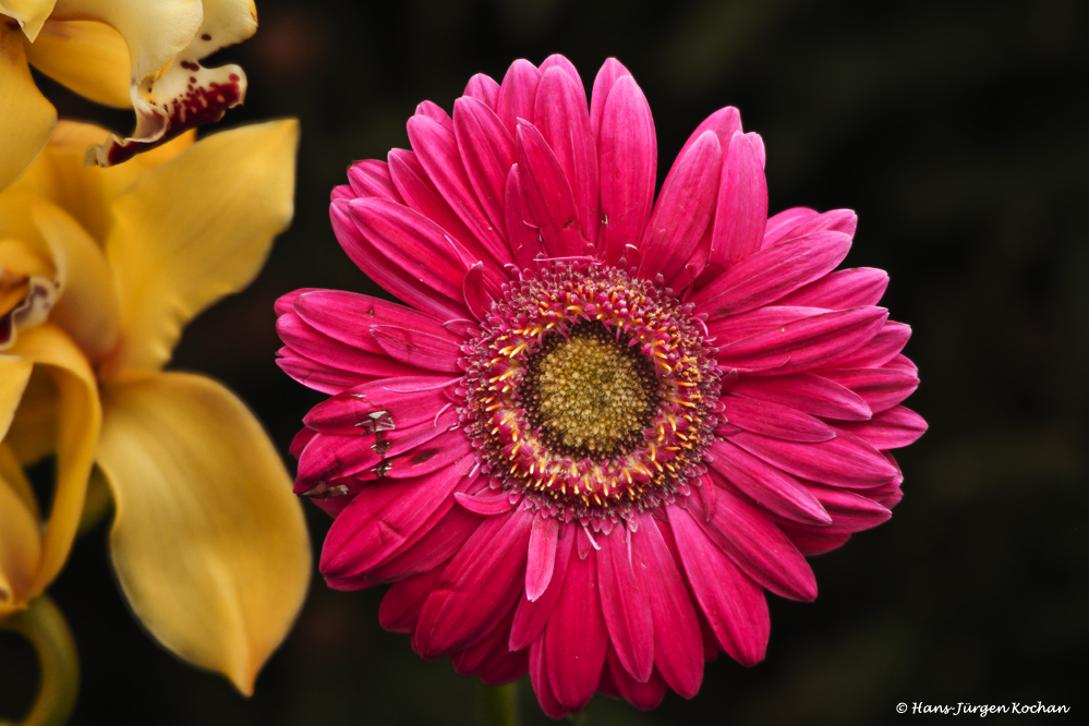 Gerbera