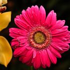 Gerbera