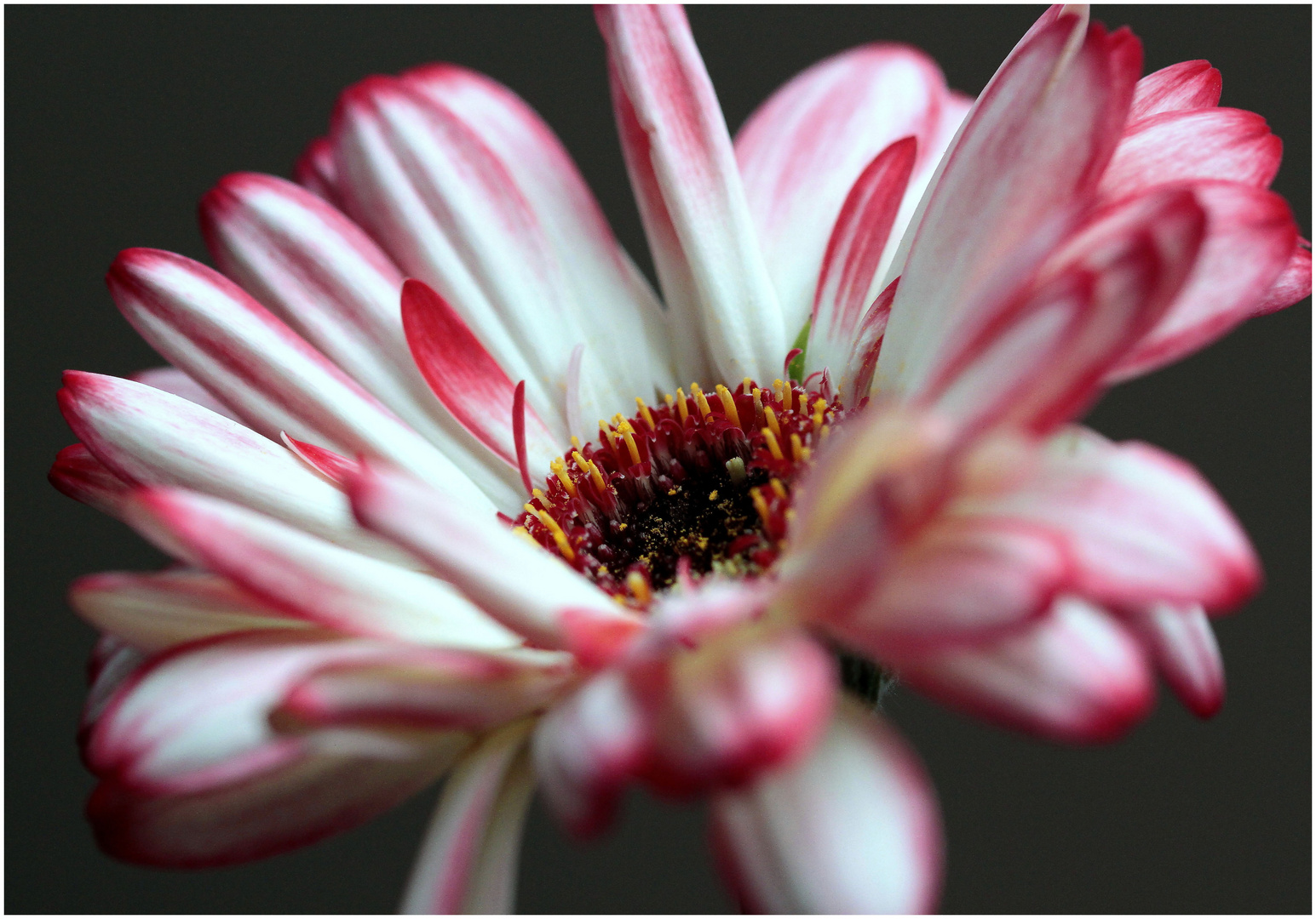 Gerbera