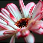 Gerbera