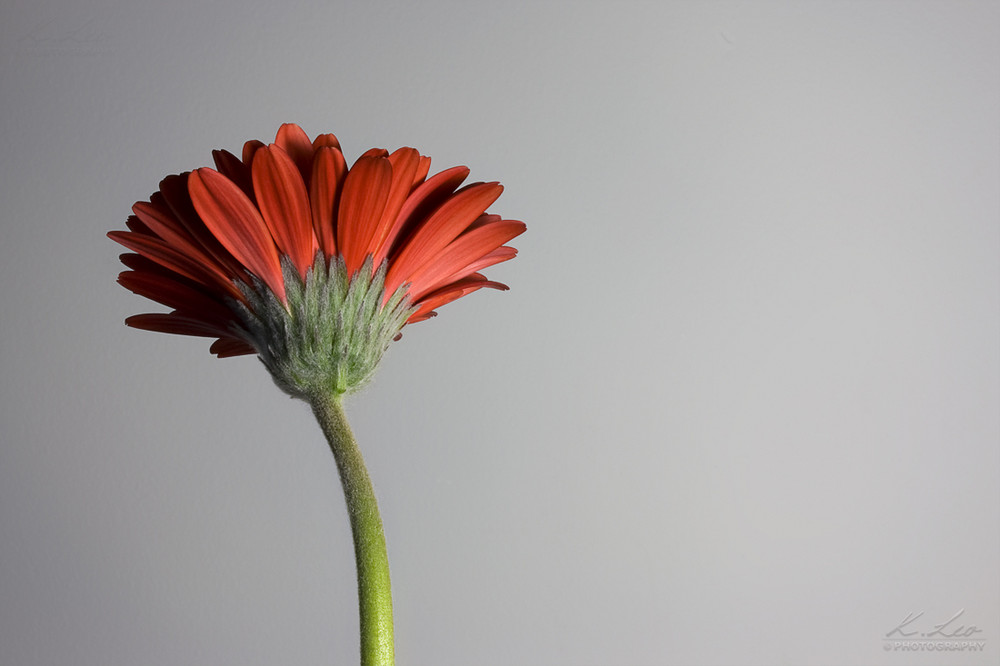 Gerbera