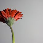 Gerbera