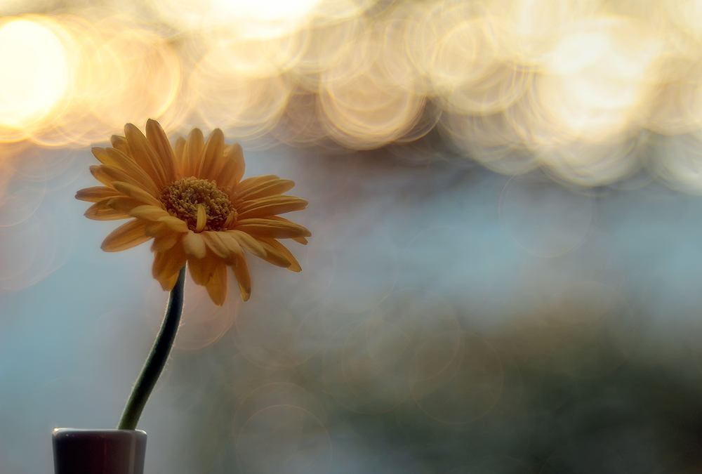 Gerbera