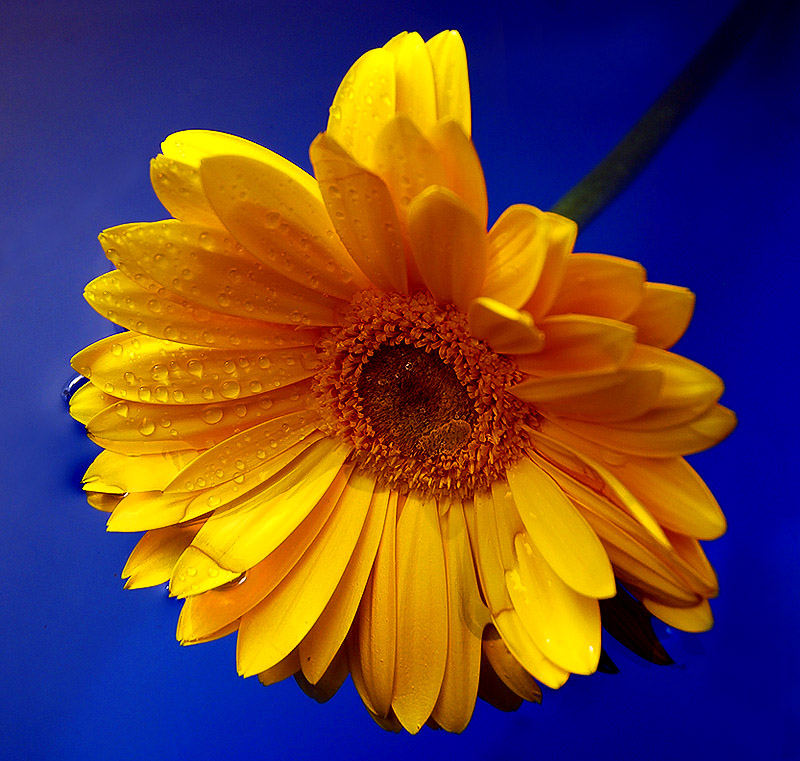 Gerbera affondata nell'acqua!