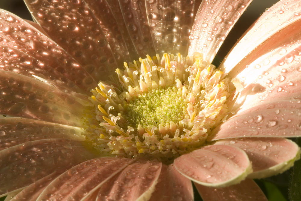 Gerbera al mattino