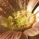 Gerbera al mattino