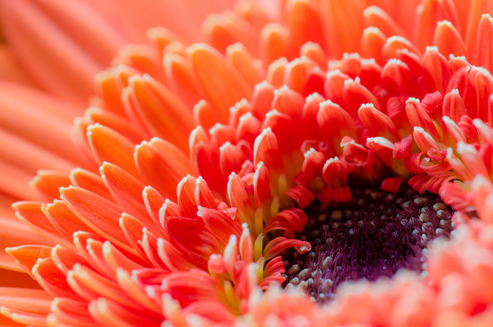 Gerbera als Frühlingsbote