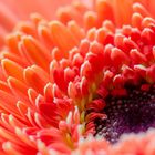 Gerbera als Frühlingsbote