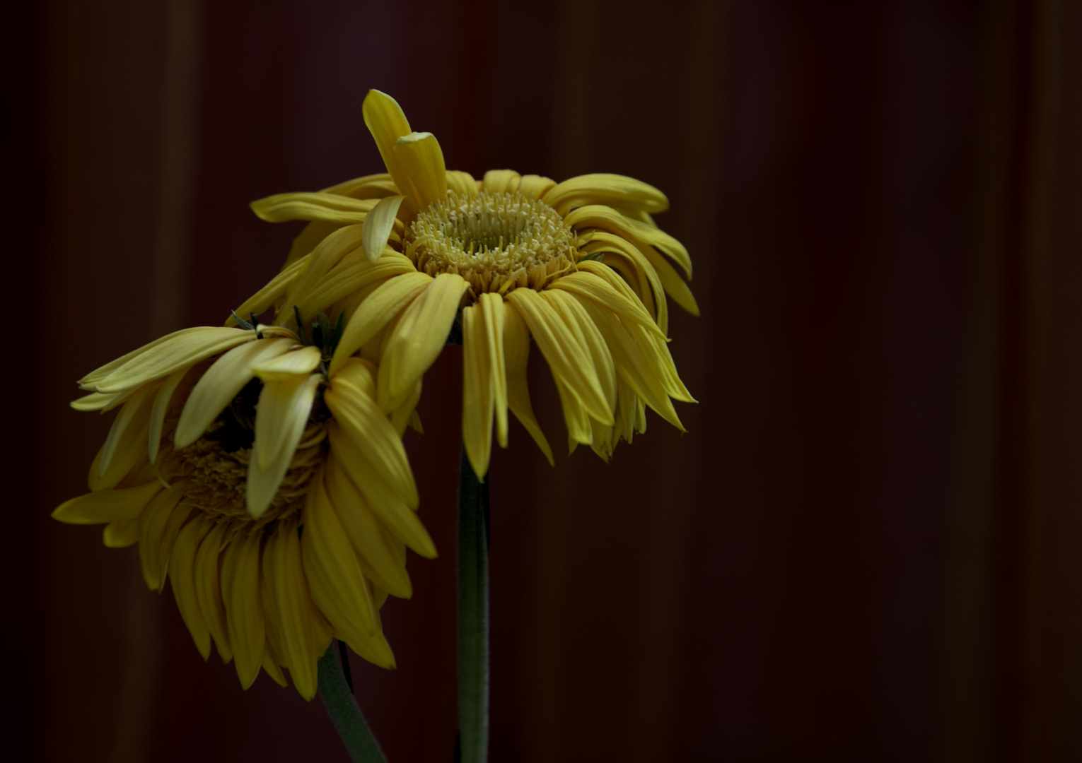 Gerbera am Mittwoch