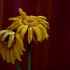 Gerbera am Mittwoch