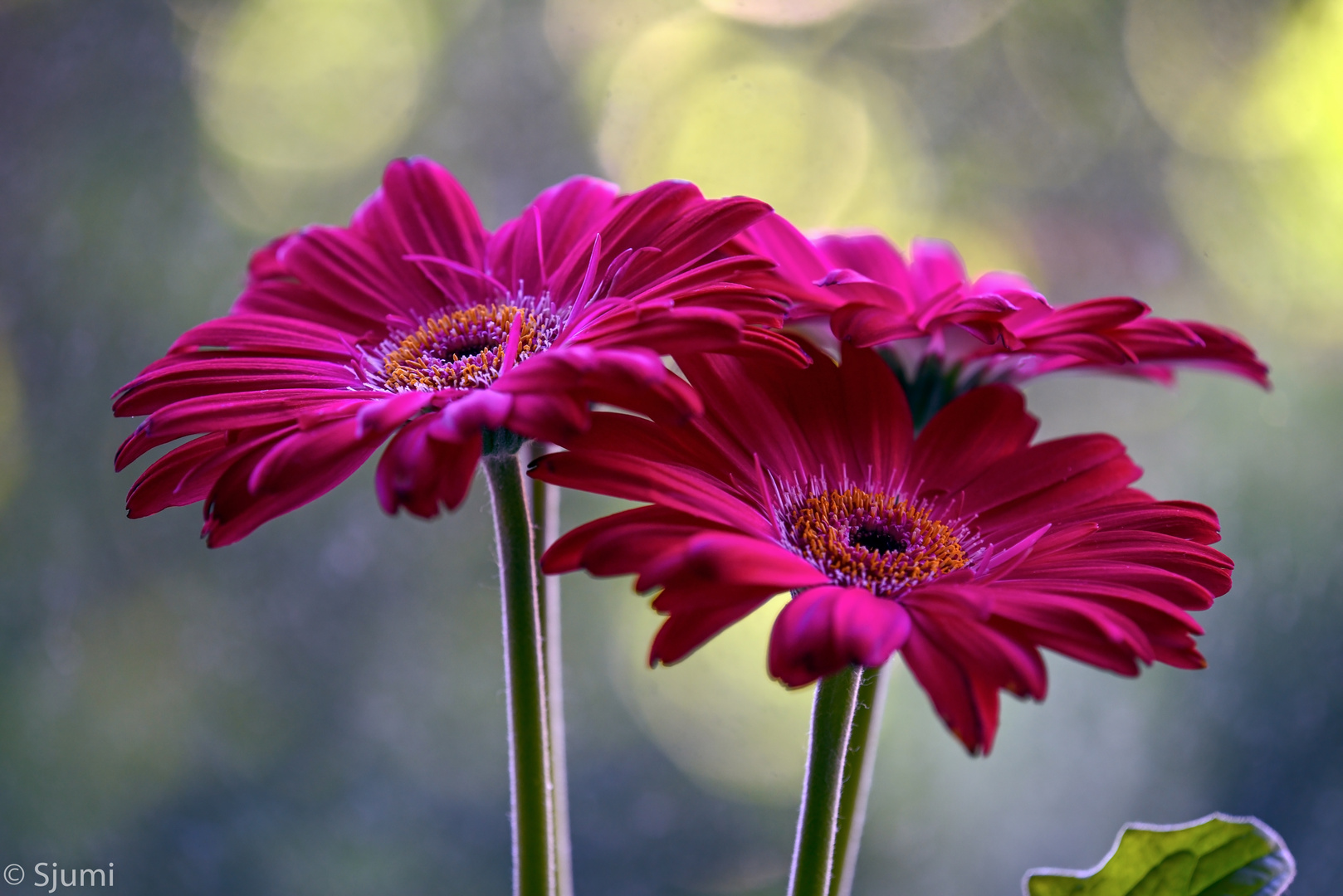 Gerbera am Morgen