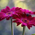 Gerbera am Morgen