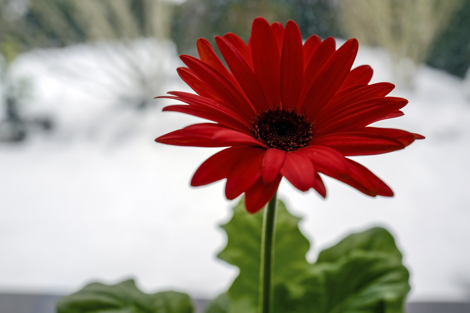 Gerbera am Sonntag !