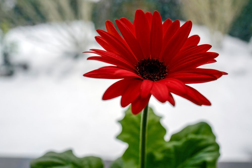 Gerbera am Sonntag !