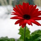 Gerbera am Sonntag !