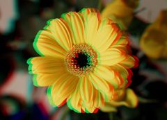 _ Gerbera / Anaglxphe _