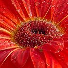 Gerbera arancione.