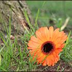 Gerbera auf einem anonymen Bestattungsfeld