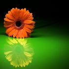 Gerbera auf Plexiglas