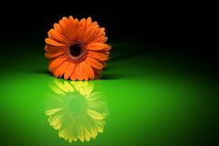 Gerbera auf Plexiglas