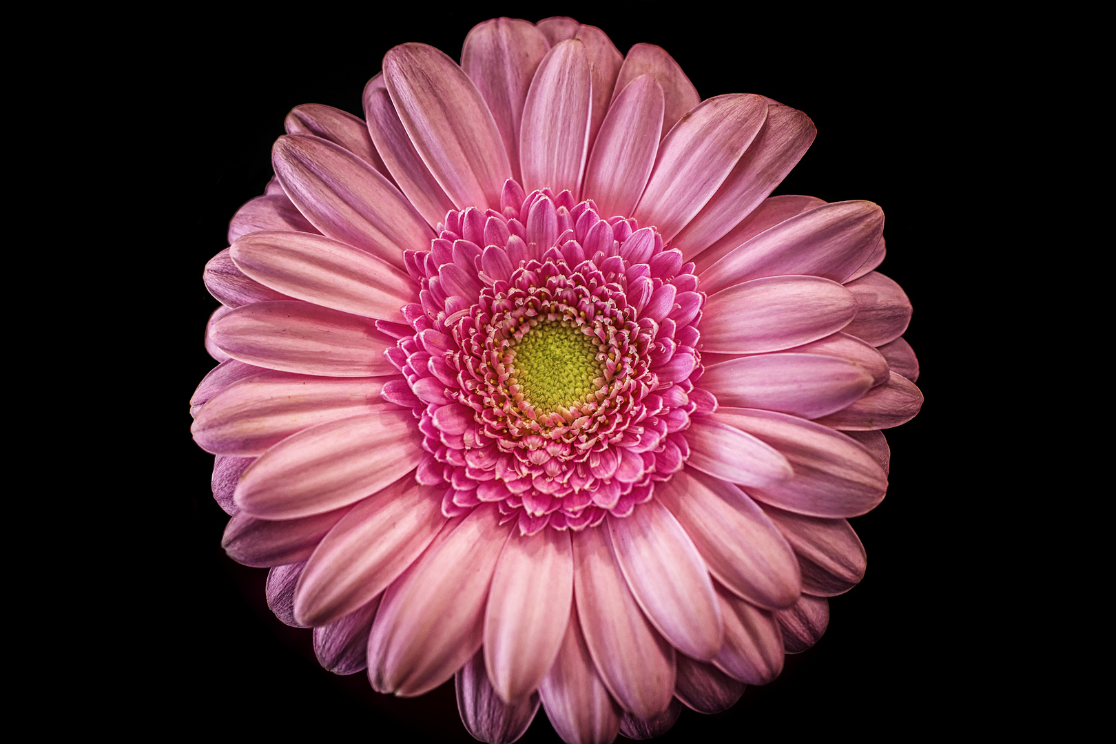 Gerbera auf schwarz