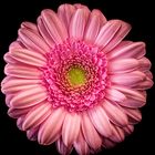 Gerbera auf schwarz