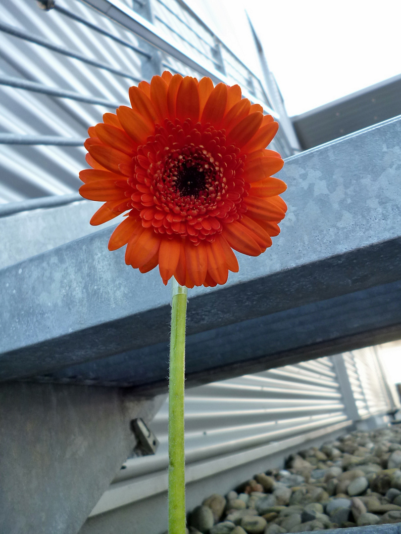 Gerbera auf Wanderschaft