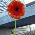 Gerbera auf Wanderschaft