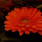 Gerbera, Ausschnitt aus dem Jubiläumsstrauß