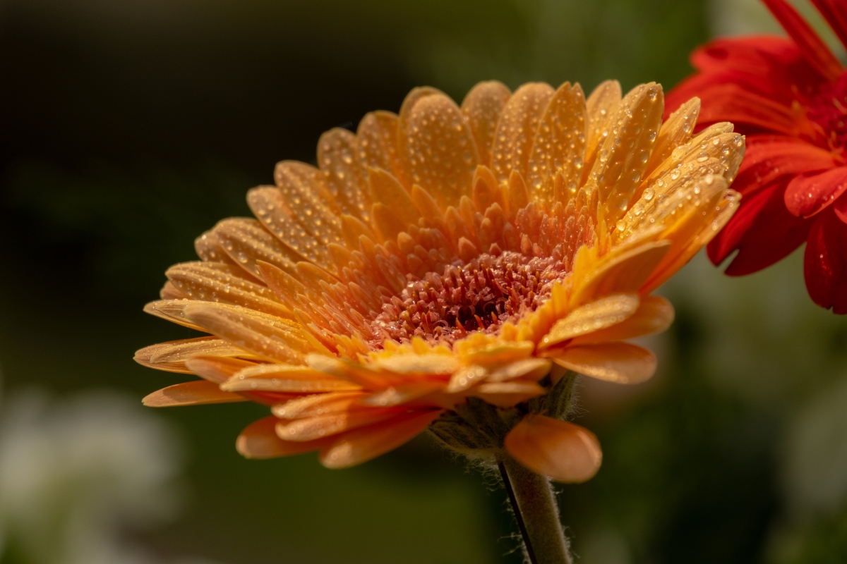 Gerbera