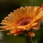 Gerbera